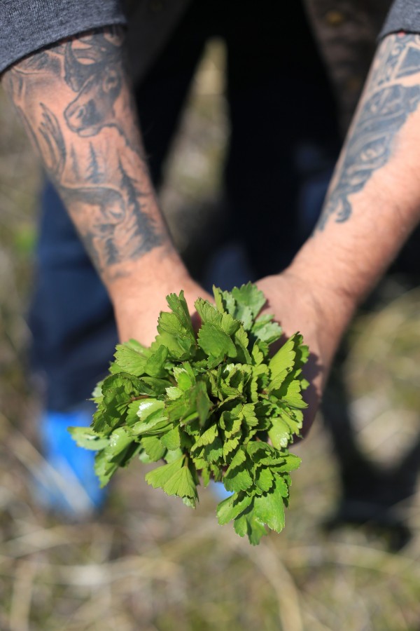 Herbes sauvages cueillies à Chisasibi